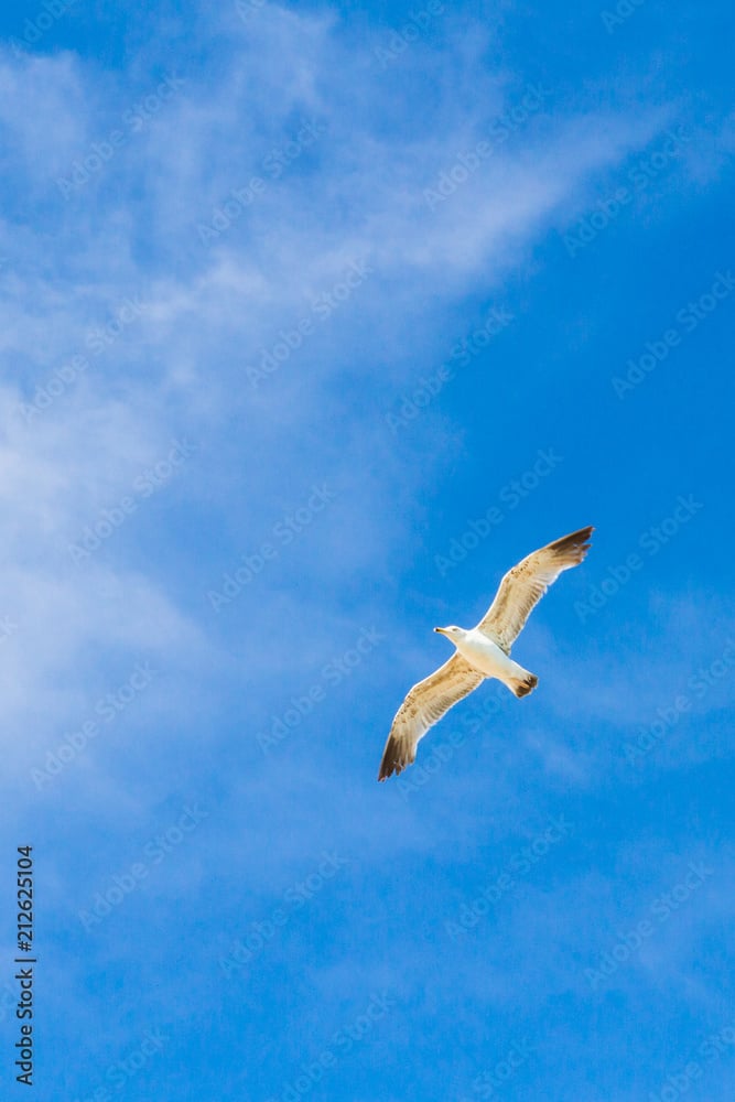 AdobeStock_212625104_Preview